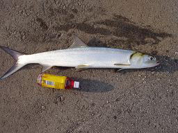 釣った魚　体長８０センチ以上！